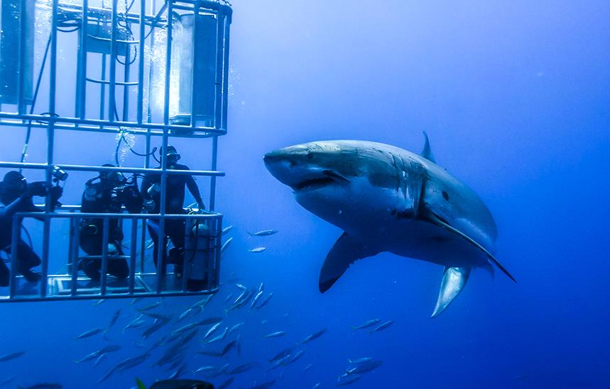 feed the sharks in special cages